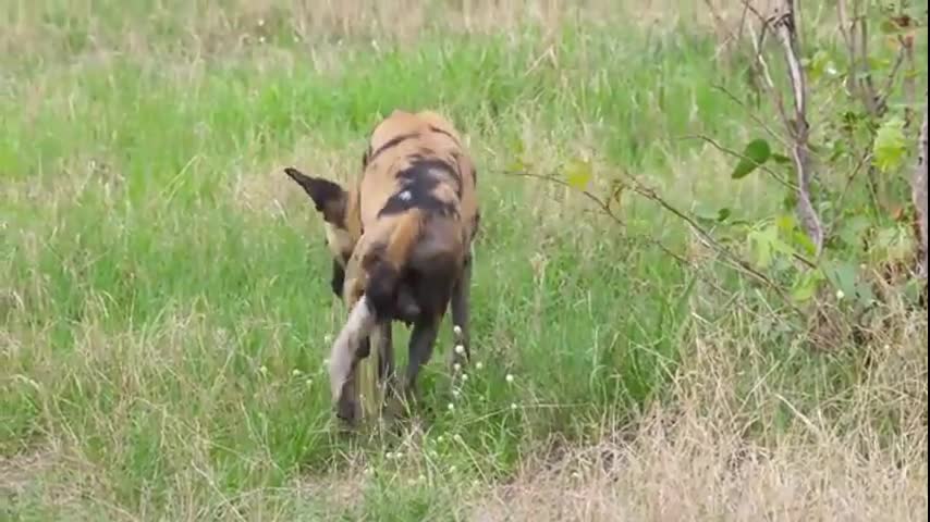 The magical power of nature and animals