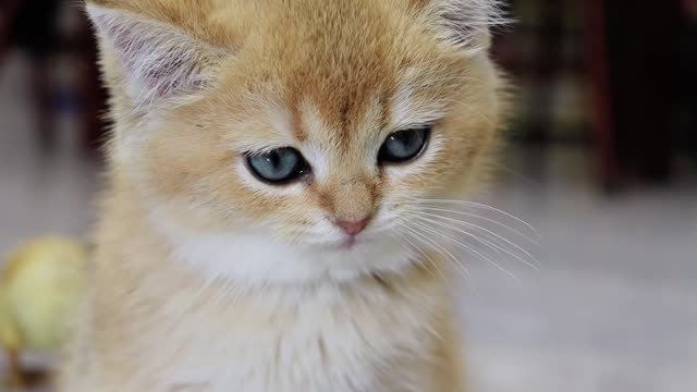 The kitten wants to see the chick eat the food! very curious