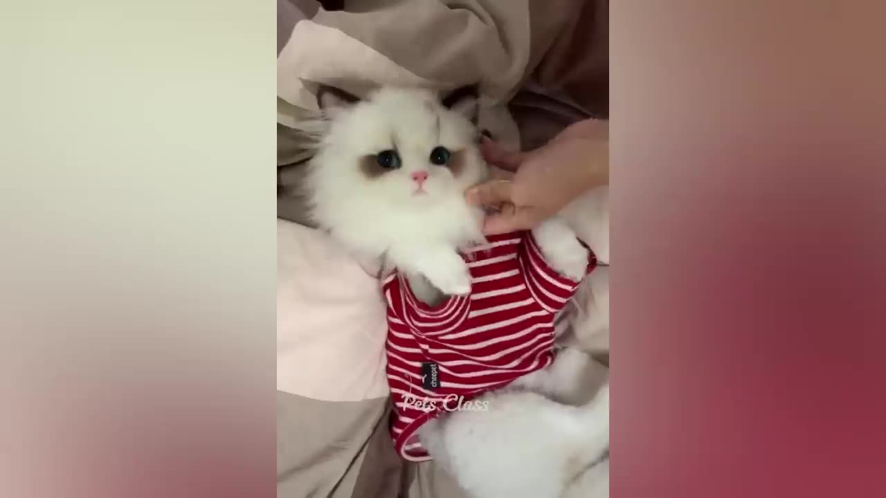Funniest animals compilation 2023