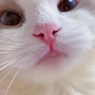 8.funny cats 🤣🤣😂