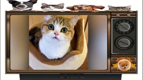 2023 Latest Funny Cats Videos