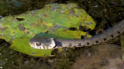 The Most Popular snake Video