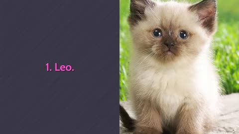 Cute Cats names. Find a name for your cat!