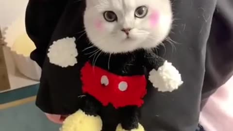 Funny Cat