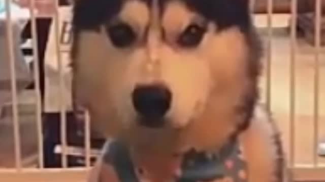 Cat Reaction to Cutting Cake - Funny Dog Cake Reaction Compilation | Pets Kingdom