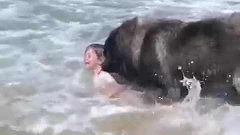 Amazing dog rescue ❤️