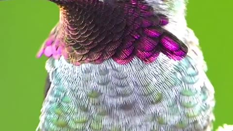 Hummingbird