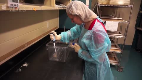 Brain Parasite Makes Mice Fearless - by Scientific American