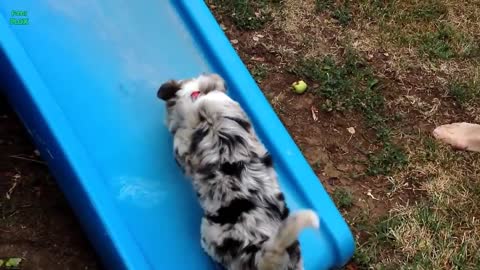 Funny and Cute Puppies on Slides Compilation