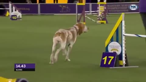 Best of 2022 Masters Agility Championships from Westminster Kennel Club - FOX Sports