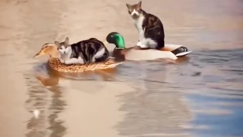 Animals Friendships | Cat Videos Compilation | Duck New Videos | Cute Animals Yt #shorts #animals
