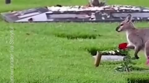 This peckish wallaby was caught munching on fresh cemetary flowers