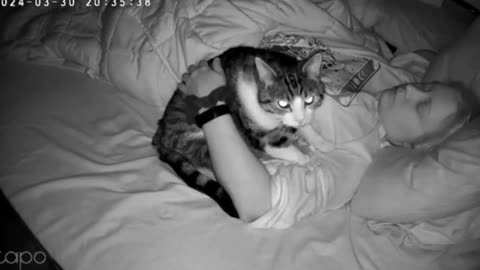 Funny cat massage