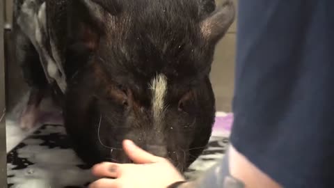 Dramatic Pot Belly Pig at the dog groomers?-16