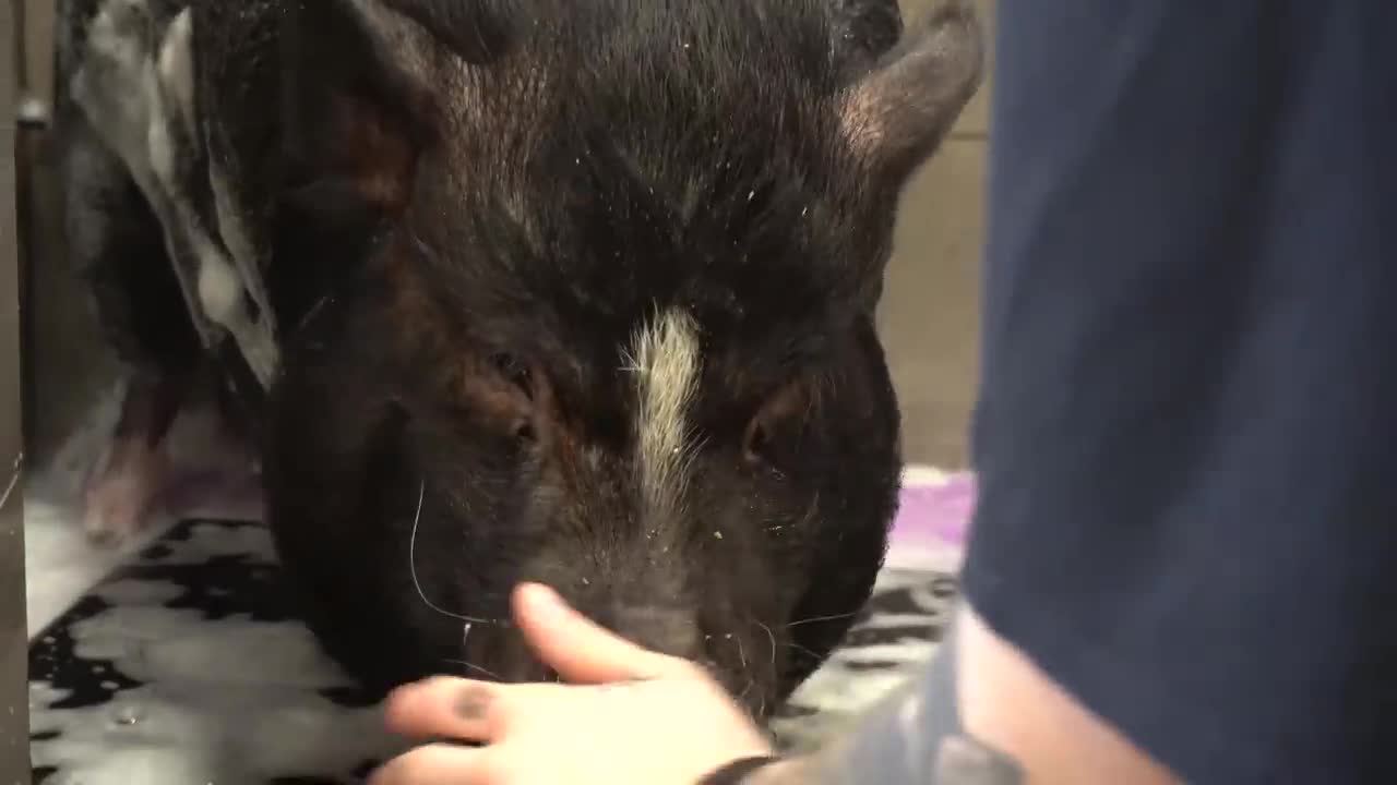 Dramatic Pot Belly Pig at the dog groomers?-16