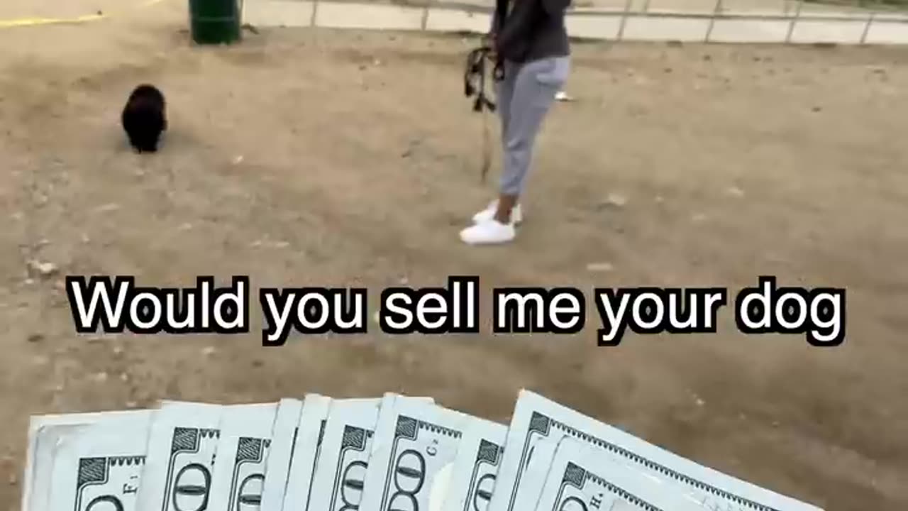 Someone Is Going To Sell Me A Dog