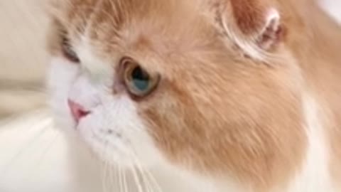 Most Beautiful cat Video.