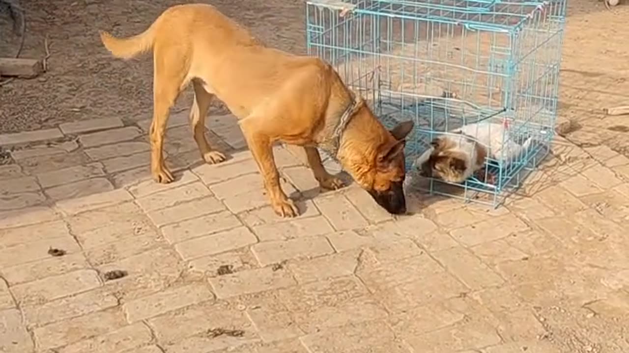 The little native dog was caught in the cage,