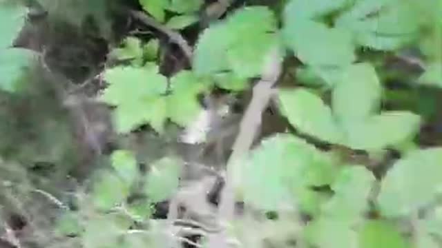 Wild Noise in my Bush! What the *uck is going on.