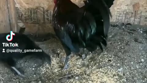 Warhorse game fowl pair