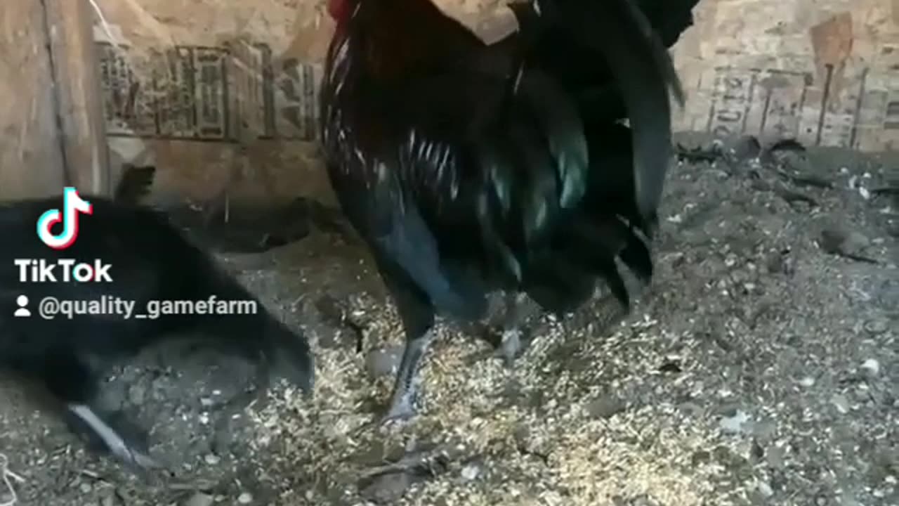 Warhorse game fowl pair