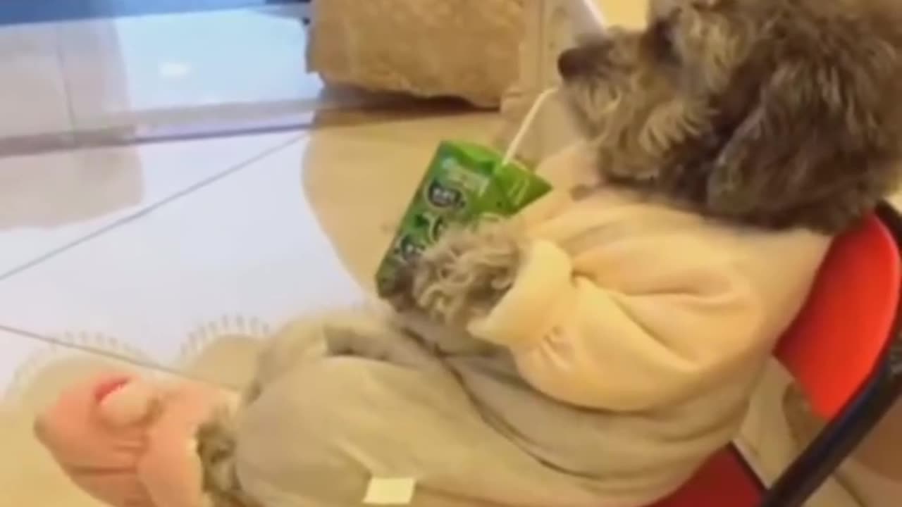 Tag someone who needs to see this! ππΎπ#animals #shorts#animals #pets #viralvideo