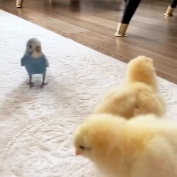 Baby chicken and parrot fun play