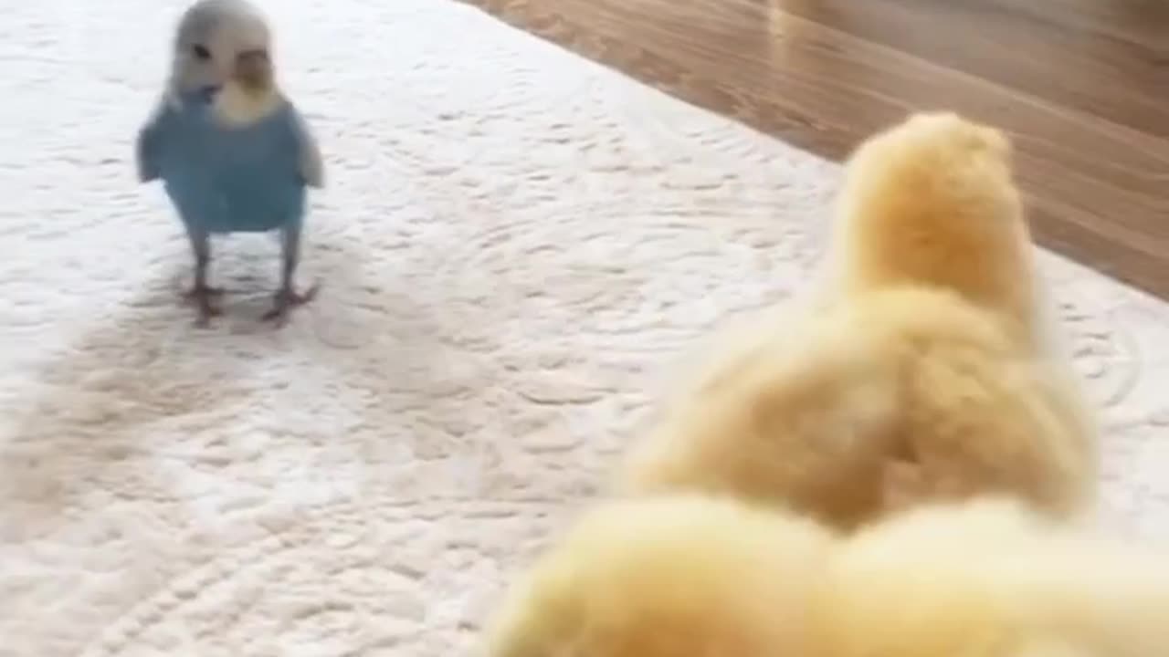 Baby chicken and parrot fun play