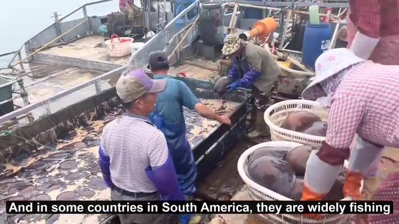 How to Million of Jellyfish is Fishing and Processing - Giant Jellyfish in China - Cannonball Jelly