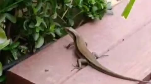 lizard near the pool
