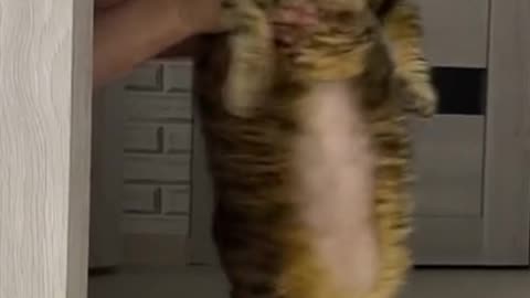 Funny videos with cats 2023 🙀😹😍