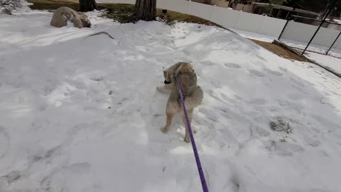 Pixie's 28th Day With Drew - Caucasian Ovcharka Dog - Caucasian Shepherd