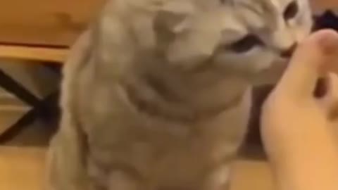 Silly cat wants to smell his owner feet .🤣