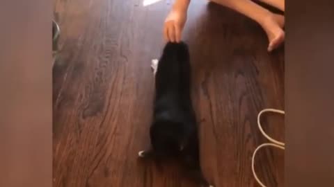 Cute animals video