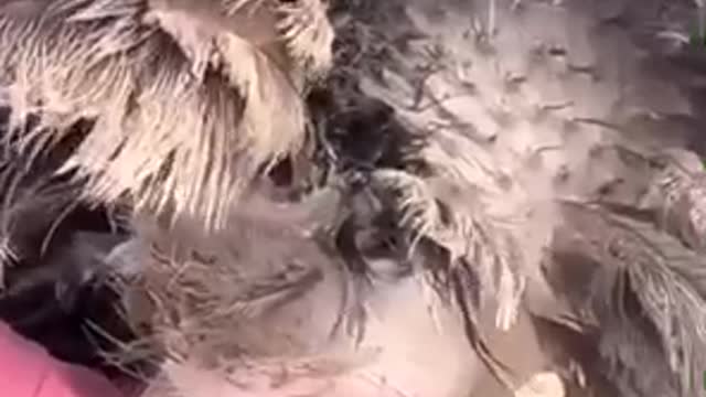 viral vidio irfan