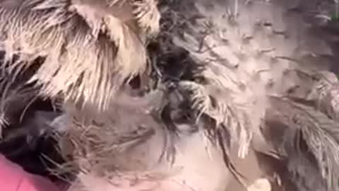 viral vidio irfan