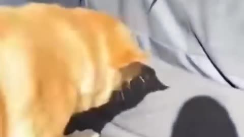#Animal # funny 🤣🤣😄🤣#shorts#cat