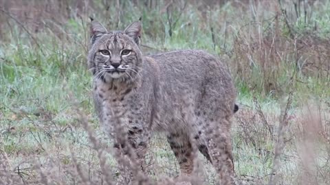 The red lynx is a versatile hunter and a survival expert ...