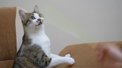Pet owner playing with a cute cat