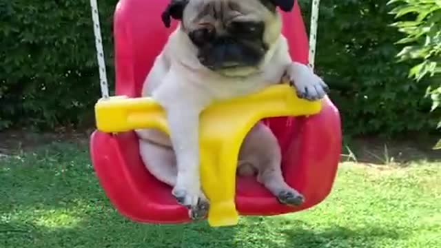 Baby Dogs Cute and Funny Dog Videos Compilation | Funny Puppy Videos 2021