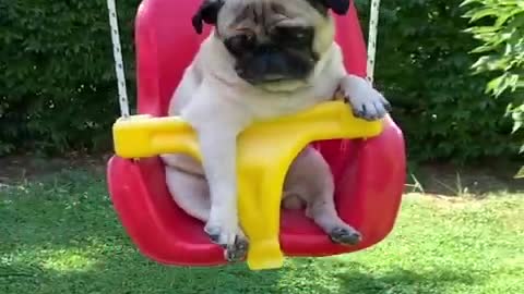 Baby Dogs Cute and Funny Dog Videos Compilation | Funny Puppy Videos 2021