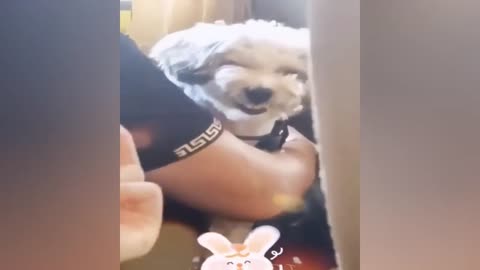 best video funny to animals