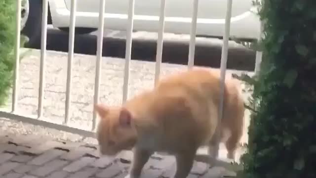 fat cat trying to get through the gate 😂