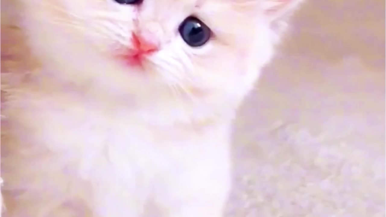 Cute Kitten Waiting for Someone #cutekitten #songs #attitude #cat