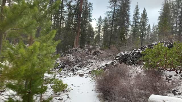 Exploring Snow Dusted Classic Pine Forest – Central Oregon – Edison Sno-Park – 4K