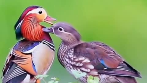 Beautiful Duck Pair Love each other in River Side