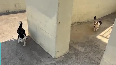 Corgi Dog Uses Amazing Trick At Hide-And-Seek