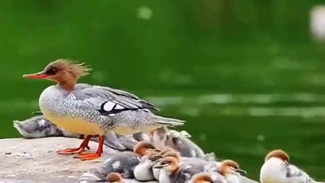 What is the most beautiful bird