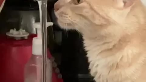 Orange cat drinking water from the sink in a funny way in the kitchen