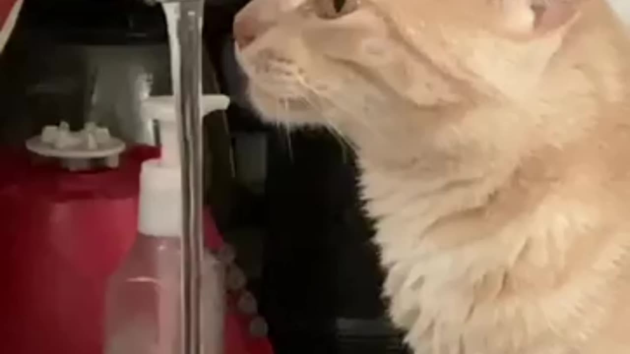 Orange cat drinking water from the sink in a funny way in the kitchen